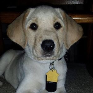 Meet your Posher, Arisha